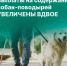 Выплаты на содержание собак-поводырей увеличены вдвое - Сеченовский муниципальный округ